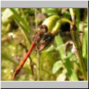 Sympetrum striolatum - Grosse Heidelibelle m04.jpg